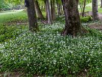 Großes Blütenfeld am westlichen Ortsrand von Aschau